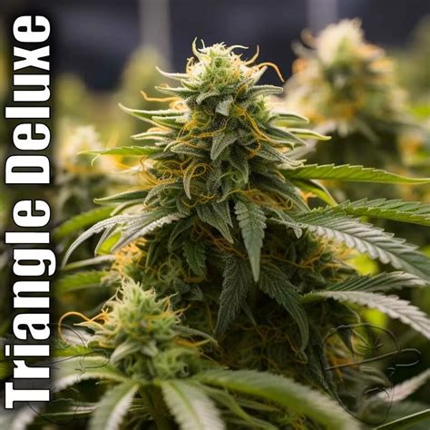  About this product. Triangle Larry is a powerful indica dominant hybrid strain created through crossing the classic Larry OG X Triangle Kush strains. This bud packs a punch of heavy relaxation ... 